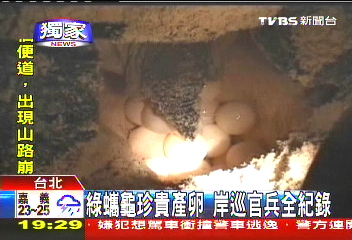 〈獨家〉綠蠵龜珍貴產卵 岸巡官兵全紀錄