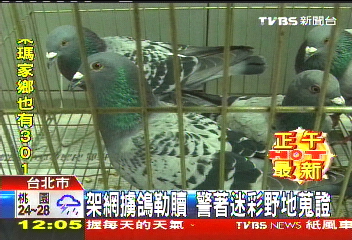 架網擄鴿勒贖 警著迷彩野地蒐證