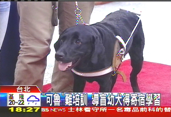 「可魯」難培訓　導盲幼犬得寄宿學習