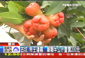 古坑「帝王蓮霧」　單顆半公斤重賣200元