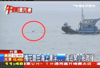 梅花鹿在海上遊泳! 疑走私落海、撲殺