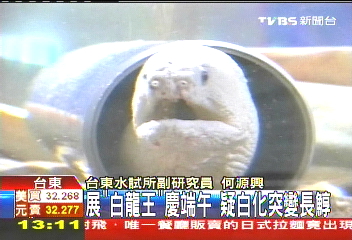 展「白龍王」慶端午 疑白化突變長鯙