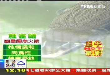 驚!228公園 赫見1公尺幽靈怪魚
