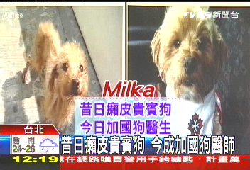 昔日癩皮貴賓狗　今成加國狗醫師