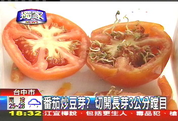 〈獨家〉番茄切開長芽3公分！　以為是蟲嚇壞了