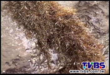 馬尾藻阻航道　潛水員除草難度高