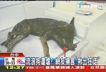 流浪狗遭虐? 網友揚言「揪出狂徒」