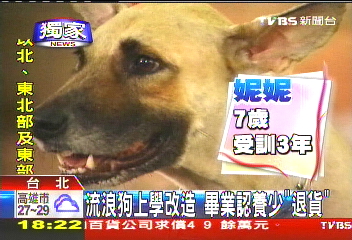 〈獨家〉流浪狗上學改造 畢業認養少「退貨」