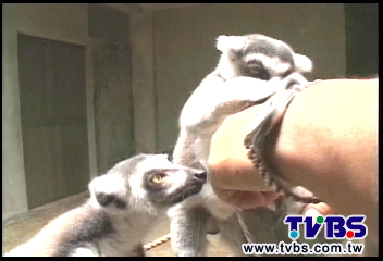 〈獨家〉斥資2億！　貓熊館變動物育兒園