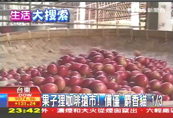 果子狸咖啡搶市! 價僅「麝香貓」1/3