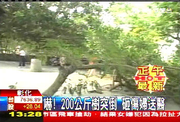 嚇！200公斤樹突倒　砸傷婦送醫