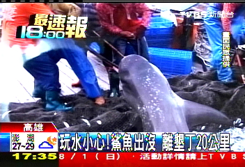 有鯊魚! 研究推測:離墾丁岸邊僅200M