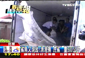 鯊魚又現蹤! 漁港捕「虎鯊」重500公斤