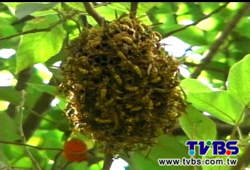 黃蜂螫傷2童　消防隊「火攻」燒蜂巢