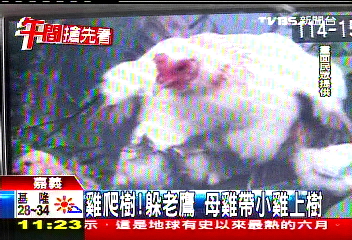 雞爬樹!躲老鷹 母雞帶小雞上樹