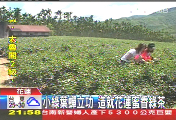 小綠葉蟬立功　造就花蓮蜜香綠茶