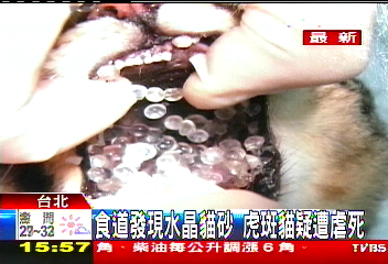 食道發現水晶貓砂　虎斑貓疑遭虐死