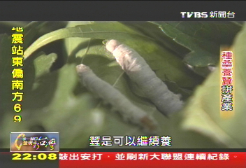 種桑養蠶拚產業,業者?