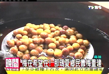 「梅」在希望在！　那瑪夏鄉民靠梅重建