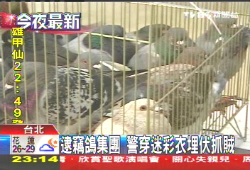 逮竊鴿集團 警穿迷彩衣埋伏抓賊