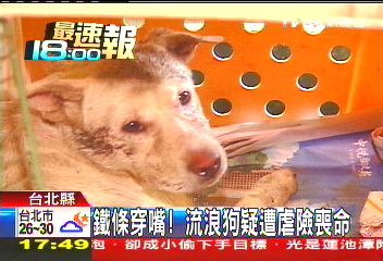 鐵條穿嘴! 流浪狗疑遭虐險喪命