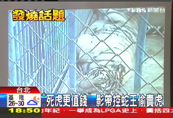 「死虎更值錢」　影帶控蛇王偷賣虎