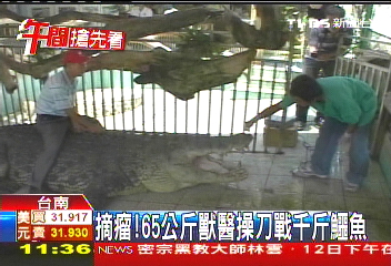 摘瘤！　65公斤獸醫操刀戰千斤鱷魚