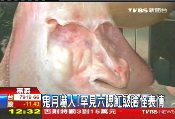 鬼月嚇人! 罕見六鰓魟皺臉怪表情