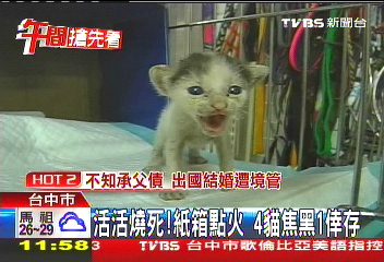 活活燒死!紙箱點火 4貓焦黑1倖存