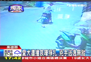 〈獨家〉愛犬遭撞哀嚎掙扎 兇手逃逸無蹤
