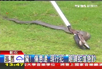 驚！傷患逮「現行犯」　眼鏡蛇進急診