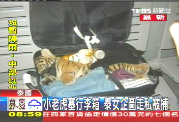 小老虎塞行李箱 女企圖走私被捕