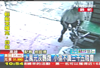 非洲灰鸚鵡被偷 上萬身價千元賤賣