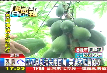 三颱夾擊/八八風災損失2百萬 美濃木瓜農搶收