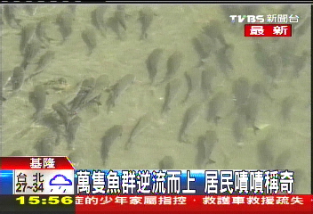 萬隻魚群逆流而上　居民嘖嘖稱奇