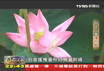 【一步一腳印】夏日裡的新鮮! 百年古厝蓮花餐