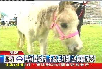 馬術賽吸睛　千萬名駒帥！迷你馬可愛！