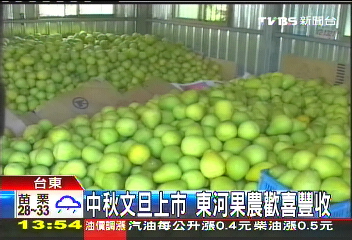 中秋文旦上市 東河果農歡喜豐收
