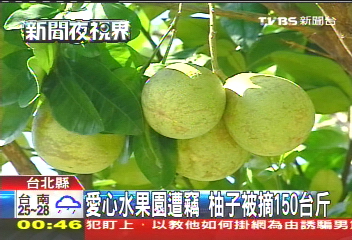 愛心水果園遭竊　柚子被摘150台斤