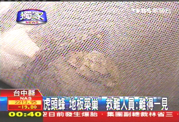〈獨家〉虎頭蜂「地板築巢」 救難人員:難得一見