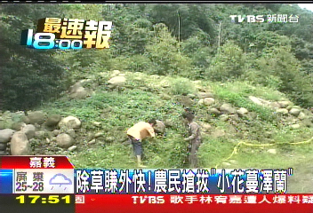 除草賺外快! 農民搶拔「小花蔓澤蘭」