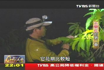 【一步一腳印】「圓一個花香夢」 玉蘭花開向第二春
