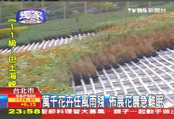 〈獨家〉萬千花卉任風雨殘 佈展花農急難眠