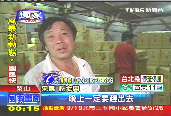 凡那比颱風／怕被吹壞！　梨山果農趁夜搶收蜜梨
