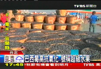巴西莓高抗氧化 號稱超級水果
