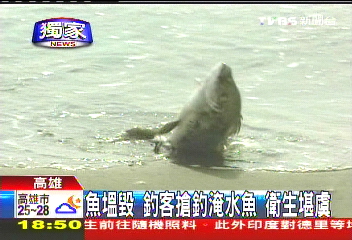 〈獨家〉魚塭毀！釣客搶釣淹水魚　衛生堪虞