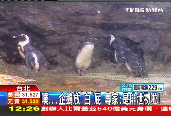 噗!企鵝放「白」屁 專家:是上大號啦!
