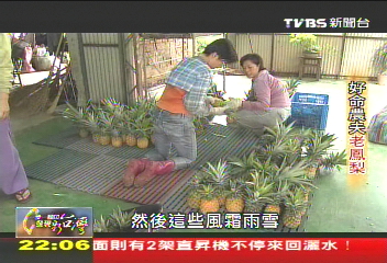 【一步一腳印】反璞歸真新能量 好命農友老鳳梨