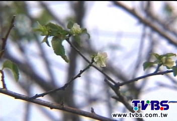 〈獨家〉還沒冷就開花！　雲林平地梅10月報到