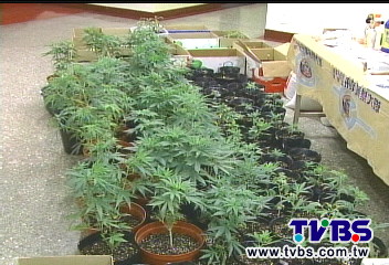 宅種400株大麻！薰昏看門狗　遭破獲